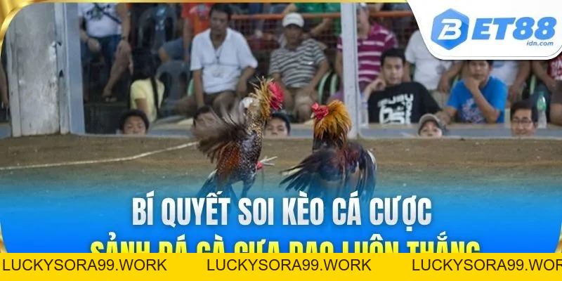 Đá Gà Cựa Dao BET88 - Trận Đấu Kịch Tính Sát Thương Cao