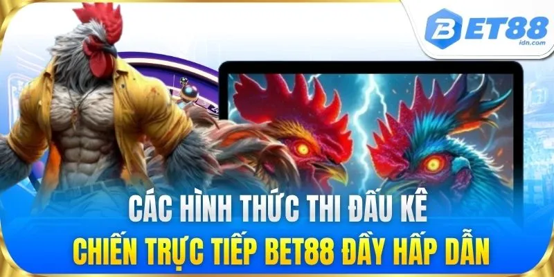 Đá Gà Trực Tiếp Hôm Nay - Link Xem Trực Tuyến Tại BET88