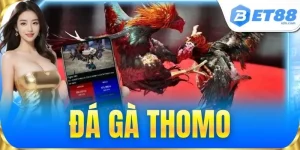 Đá Gà BET88 Kèo Cược Hấp Dẫn, Sàn Đấu Kịch Tính Mỗi Ngày