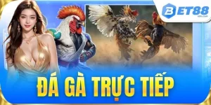 Đá Gà BET88 Kèo Cược Hấp Dẫn, Sàn Đấu Kịch Tính Mỗi Ngày