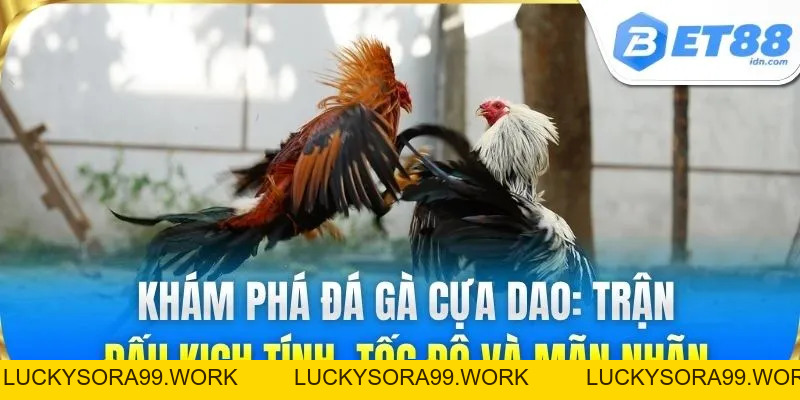 Đá Gà Cựa Dao BET88 - Trận Đấu Kịch Tính Sát Thương Cao