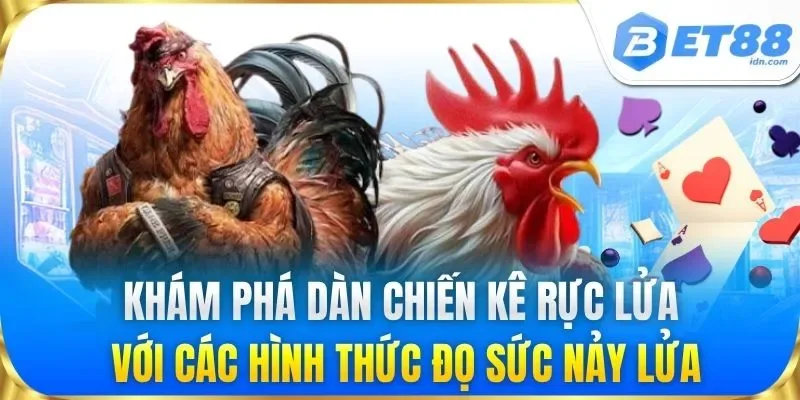 Đá Gà Thomo - Cập Nhật Link Xem Trực Tiếp Mới Nhất 2026