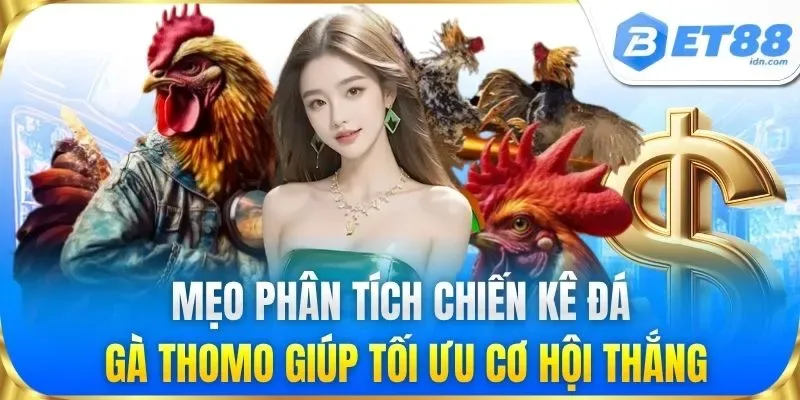Đá Gà Thomo - Cập Nhật Link Xem Trực Tiếp Mới Nhất 2026