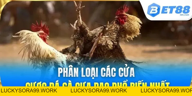 Đá Gà Cựa Dao BET88 - Trận Đấu Kịch Tính Sát Thương Cao