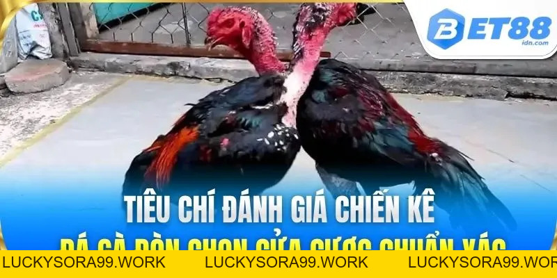 Đá Gà Đòn BET88 - Kinh Nghiệm Cược Sới Gà Luôn Thắng