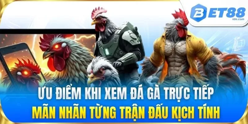 Đá Gà Trực Tiếp Hôm Nay - Link Xem Trực Tuyến Tại BET88